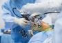 Robotic-Assisted Hip Joint Replacement Surgery in Ahmedabad