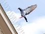 Bird Control Solutions You Can Trust in Dubai