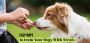Useful Tips to train your dog with treats