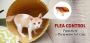 Fleas and Flea control in cats