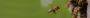 Bees Removal in Bendigo