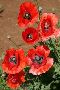 American Legion Poppy For Sale American Legion Poppy For Sale