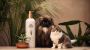 Aloe Vera Supplier for Pet Care Products