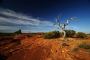 Bush Regeneration