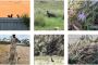 Biodiversity Development Assessment Report (BDAR)