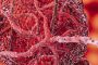 What’s the difference between a vein and artery?