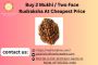 Buy 2 Mukhi / Two Face Rudraksha At Cheapest Price