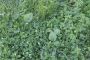 Identifying Common Weeds in NJ with Switchback Landscaping
