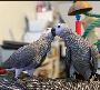 Talking Male and Female African Grey Parrots For Sale/Macaw/