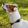Dog Face Pet Collar