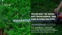 Arbor Vitae – Your Trusted Tree Surgeon in Poole