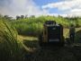 Efficient Tree Mulcher Company for Overgrown Properties 