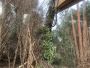 Professional Forestry Mulching Service – Arborist Services 
