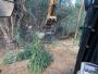 All Tree Services Hawaii – Arborist Services 