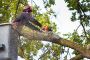 Expert Tree Pruning Kenilworth – Arbor Vitae Landscapes