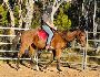 9 year old Gelding for sale
