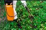 Affordable Weed Control Service for a Cleaner, Greener Outdo