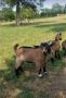 Crossbred Kid - Bucks - Nigerian Dwarf - Pygmy Crossbred Kid - Bucks - Nigerian Dwarf - Pygmy