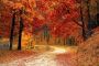 Autumn In Kashmir:When Green Turns To Gold Autumn In Kashmir:When Green Turns To Gold