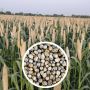 Cereal Seeds Supplier in India | Wholesale & Bulk Supply