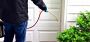 Professional Wasps Removal Services in Vaughan