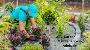 Looking for Garden Maintenance in Adelaide?