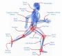 BackBone Physiotherapy