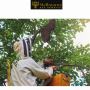 Professional Bee Removal Near Me | Safe Bees Removal Melbour