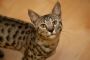 F3 Savannah Cats for Sale – Adopt Exotic F3 Savannahs at Bel