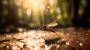 Ben’s Pest Control: Your Local Pest Control Specialists