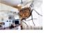 Fly Control Brisbane Fly Control Brisbane