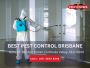 Termite Specialists Brisbane – Get Professional Protection T