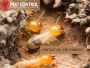 Get Termite Removal Services in Perth at a Reasonable Cost