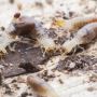 Termite Experts Perth Termite Experts Perth