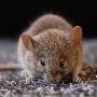 Mice Control Perth Mice Control Perth