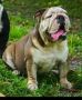 English Bulldog MALE AND FEMALE FOR SALE 