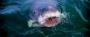 Jaws (1975) - Movie 