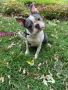 Boston Terrier Puppy for Sale | Puppies in Oregon, Iowa, Seattle, Portland Boston Terrier Puppy for Sale | Puppies in Oregon, Iowa, Seattle, Portland