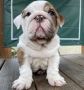  Two Teacup English Puppies Needs a New Family