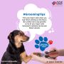 Grooming Services for Pets in Gurgaon | CGS Hospital