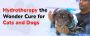 Hydrotherapy For Dogs | CGS Hospital 