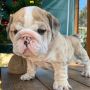 Two Top Class ENGLISH AND FRENCH Puppies Available