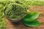 Best Matcha Green Tea Powder