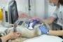 Contact Experts For Mobile Veterinary Ultrasound Services