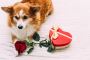 Personalized Dog Memorial Gift For Loving Ones