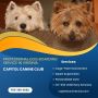 Professional Dog Boarding Service in Virginia | Capitol Cani