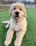 Golden Retriever puppies for adoption 
