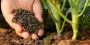 Reliable Plant Advice for Perfectly Blooming Plants and Lawn