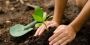 Enhance Your Garden with Quality Planting Services Mordiallo