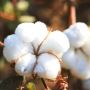 Natural Cotton Batting